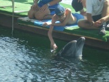 Pilt: Rait delfiiniga
